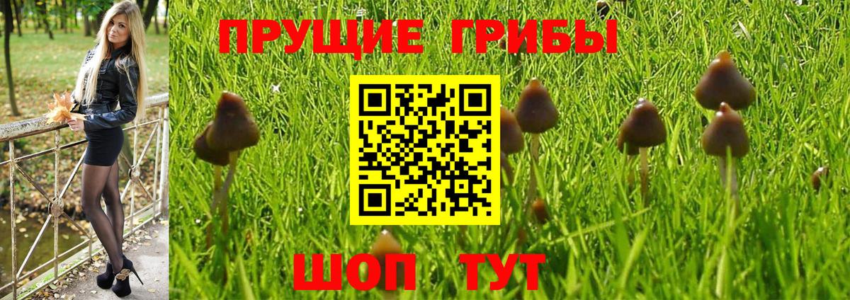 Псилоцибиновые грибы Psilocybine cubensis  Вход с VPN  Киселёвск 